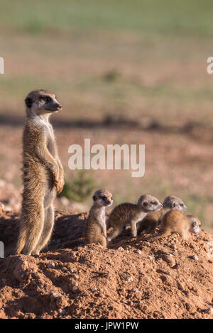 Erdmännchen (Suricata Suricatta) mit jung, Kgalagadi Transfrontier Park, Northern Cape, South Africa, Januar 2017 Stockfoto