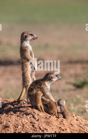 Erdmännchen (Suricata Suricatta) Spanferkel jung, Kgalagadi Transfrontier Park, Northern Cape, Südafrika, Januar 2017 Stockfoto