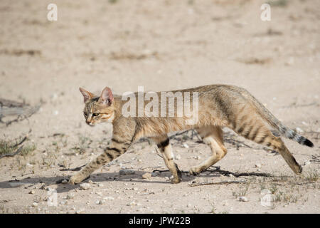 Afrikanische Wildkatze (Felis Silvestris Lybica), Kgalagadi Transfrontier Park, Northern Cape, South Africa, Februar 2017 Stockfoto