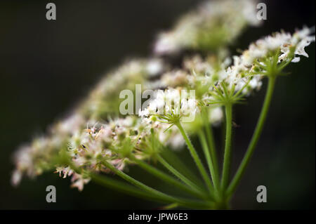 Pflanzen von The Tyne Valley - Ground elder / Aegopodium Podagraria Stockfoto