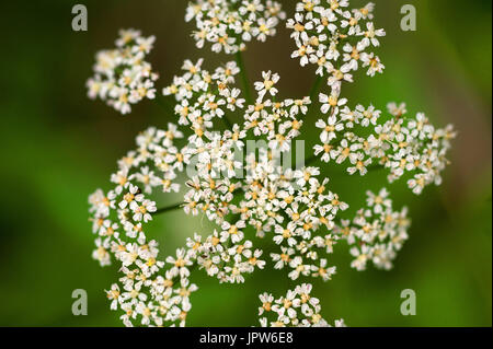 Pflanzen von The Tyne Valley - Ground elder / Aegopodium Podagraria Stockfoto