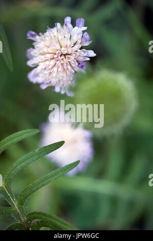 Pflanzen von The Tyne Valley - Nadelkissen / Feld Witwenblume / Scabiosa Stockfoto