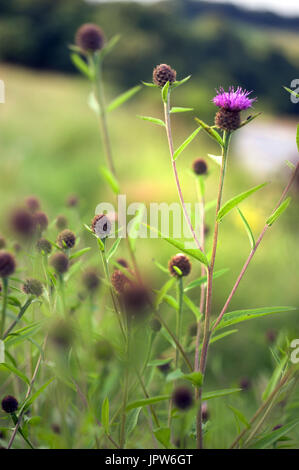 Pflanzen von The Tyne Valley - melancholischen Distel / Cirsium Heterophyllum Stockfoto