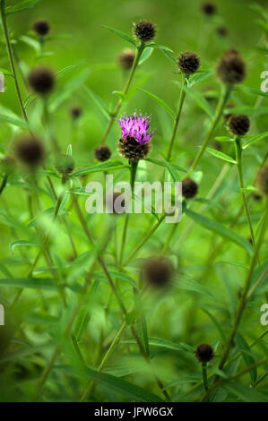 Pflanzen von The Tyne Valley - melancholischen Distel / Cirsium Heterophyllum Stockfoto