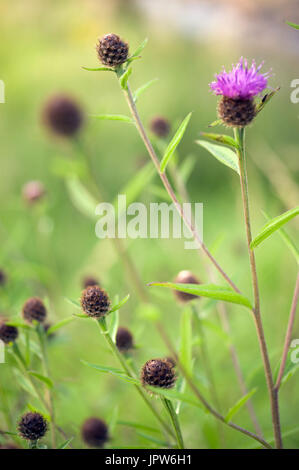 Pflanzen von The Tyne Valley - melancholischen Distel / Cirsium Heterophyllum Stockfoto