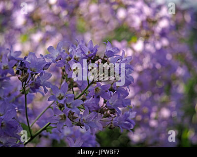 Aufstand der violetten Blüten von Campanula in einem Hell sonnenbeschienenen Garten Stockfoto