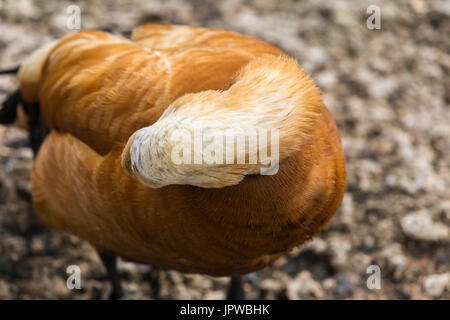 Ruddy Brandgans an Slimbridge Stockfoto