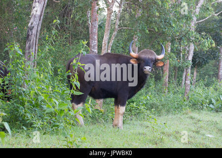 Indische bison Stockfoto