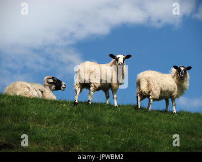 Gehörnte ewe Schaf liegend auf der Stirn von Hill neben zwei ständige Fett Lämmer auf die Skyline in der Wiese in Cumbria, England, Großbritannien Stockfoto