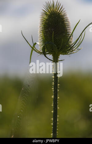 Wildblumenwiese an Slimbridge Stockfoto