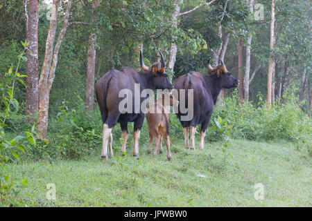 Indische Bison (Bos Gaurus) Stockfoto