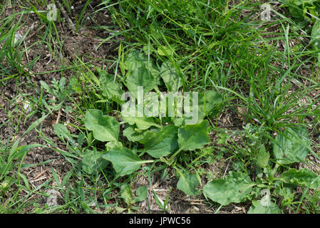 Gemischte breitblättrigen Unkräuter einschließlich Kochbananen, Keimen Storchschnabel, Kreuzkraut, Mayweed und anderen in einen neuen Rasen Ley. Stockfoto