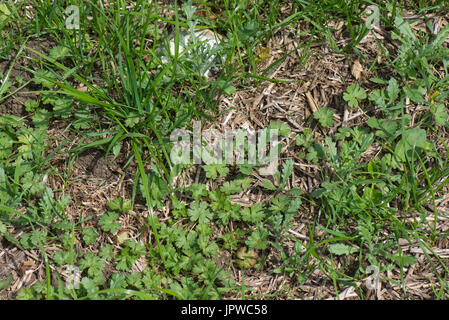 Gemischte breitblättrigen Unkräuter einschließlich Kochbananen, Keimen Storchschnabel, Kreuzkraut, Mayweed und anderen in einen neuen Rasen Ley. Stockfoto