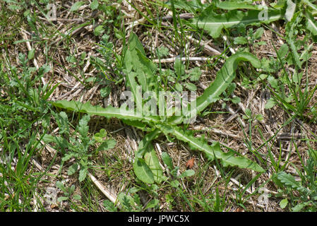 Mehrjährige Sau-Distel oder Feld Sowthistle, Sonchus Arvensis, Pflanze Rosette im Brachland angebaut, Berkshire, Juli Stockfoto