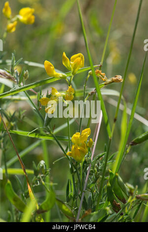Wiesen-Platterbse oder Wiese-Erbse, Lathyrus Pratensis, gelbe Blüte im Downland Grünland, Berkshire, Juli peaflower Stockfoto