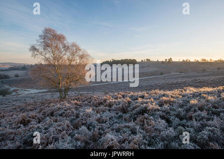 Rockford Common im New Forest. Stockfoto