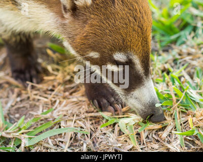 White-gerochene Nasenbär (Nasua Narica) im Wild, Yucatan, Mexiko Stockfoto