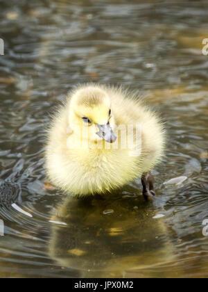 Ein Neugeborenes, Tag-alte, Kanadagans Gosling waten im seichten Wasser bei Century Park in Edmonton, Alberta, Kanada. Stockfoto