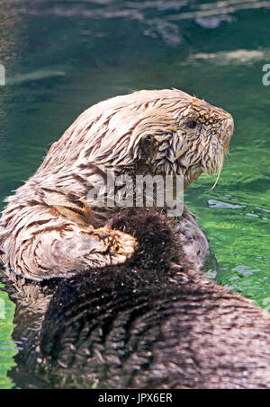 Seeotter , Enhydras lutris, schwimmend auf dem Rücken, neugierig Stockfoto