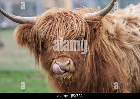 In der Nähe von Highland Kuh mit herausgestreckter Zunge und Nase itsup im Feld Stockfoto