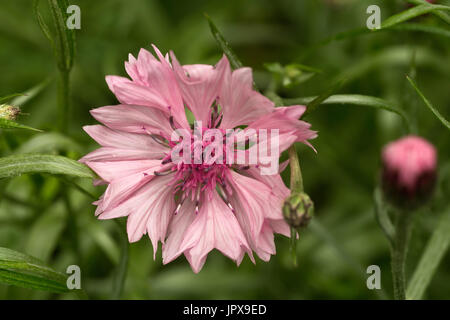 Centaurea Cyanus, allgemein bekannt als Kornblume oder Schaltfläche "bachelor's" Stockfoto