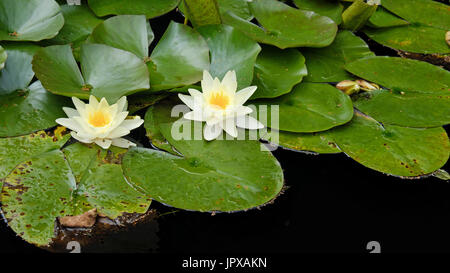 Gelbe Blüten der Seerose (Nymphaea) bei Sonnenschein auf einem Gartenteich Stockfoto