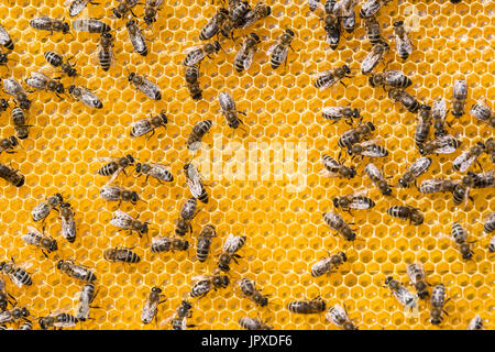 Der Bienenstock ist Close-up im Sommer auf einem Bienenstand erschossen Stockfoto