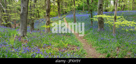 Middleton Woods, Ilkley, Yorkshire, Großbritannien Stockfoto