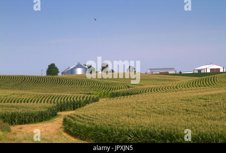 Maisfeld in Iowa mit blauen Himmel und landwirtschaftlichen Gebäuden auf Hintergrund Stockfoto