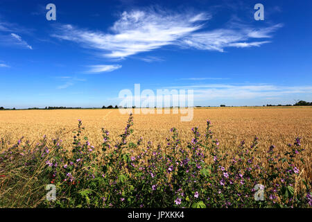 Sommer, Juli, August, Weizenfelder Ely Stadtnähe Fenland, Cambridgeshire, England; UK Stockfoto