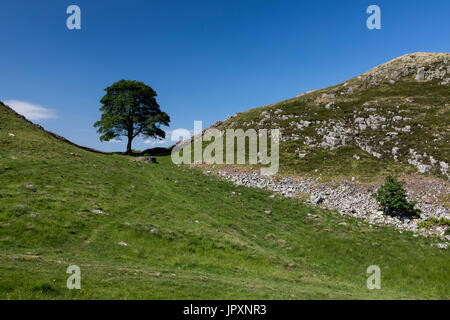 Sycamore Gap auf Hadrian Wall mit blauem Himmel Stockfoto