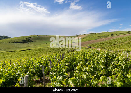 Cher (18), Frankreich, Région du Florenz, Bué, Vignoble de Amphithéatre du Clos De La Poussie, AOC Sancerre / / Frankreich, Cher, Region Florenz, Bue, Stockfoto