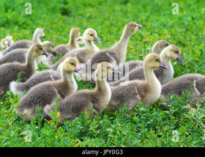 Junge Gänse stehen in Grasgrün Stockfoto