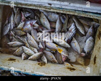 Kuta, Bali, Indonesien. 3. August 2017. Fisch von den Fischern im Outrigger Kanu am Jimbrana Strand in Kuta. Der Strand liegt in der Nähe des Flughafens und eine kurze Autofahrt von den anderen Stränden im Südosten Bali. Jimbrana war ursprünglich ein Fischerdorf mit einem geschäftigen Markt. Vor etwa 25 Jahren Entwickler begann mit dem Bau von Restaurants und Hotels entlang der Strand und Land Preise steigen. Der neue Schwerpunkt auf Tourismus verändert sich die Natur der Gegend, aber die Fischer sind noch damit beschäftigt, in den sehr frühen Morgenstunden. Bildnachweis: Jack Kurtz/ZUMA Draht/Alamy Live-Nachrichten Stockfoto