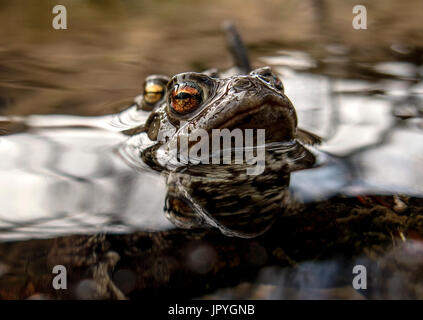 Kröten Stockfoto