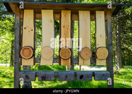 Pädagogische Anzeige im Wald mit Comparasion Querschnitt der verschiedenen Arten von Bäumen, Mittenwald, Bayern, Deutschland Stockfoto
