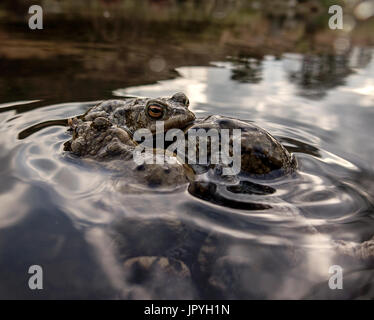 Drei Kröten in einem Teich auf Ilkley moor Stockfoto