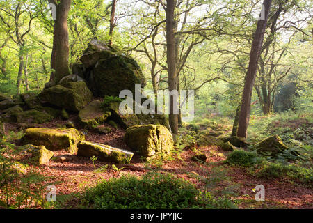 Dewerstone Holz bei Shaugh Prior Nationalpark Dartmoor Devon, Großbritannien Stockfoto