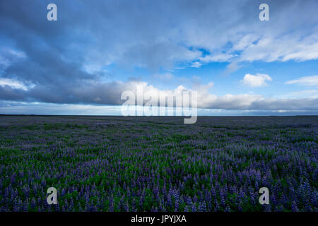 Island - endlose Felder von lila Lupinen Blumen am Abend mit blauem Himmel Stockfoto