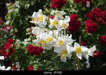 Stark duftende weiße Lilie, Lilium Regale Album Stockfoto