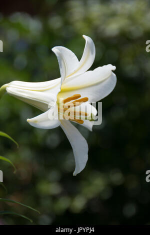 Stark duftende weiße Lilie, Lilium Regale Album Stockfoto