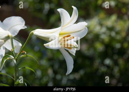 Stark duftende weiße Lilie, Lilium Regale Album Stockfoto