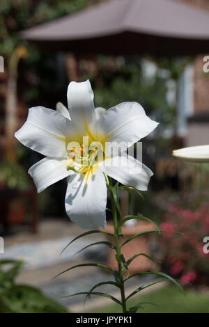 Stark duftende weiße Lilie, Lilium Regale Album Stockfoto