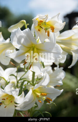 Stark duftende weiße Lilie, Lilium Regale Album Stockfoto