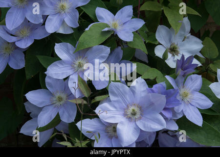 Clematis 'Blue Eyes' Stockfoto