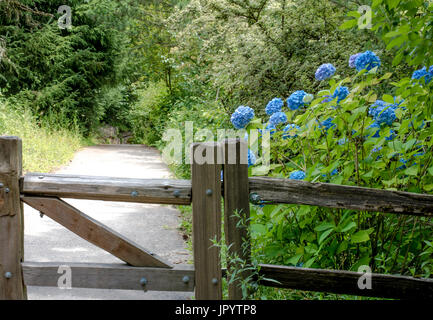 Blaue Hortensie Busch hinter einem Holzzaun neben einen Weg in den Wald Stockfoto