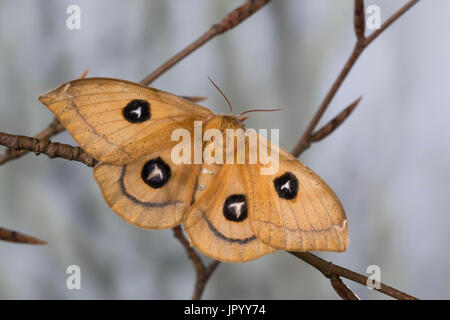 Nagelfleck, Weibchen, Aglia Tau, Tau Kaiser, Weiblich, La Hachette, Pfauenspinner Saturniidae Stockfoto