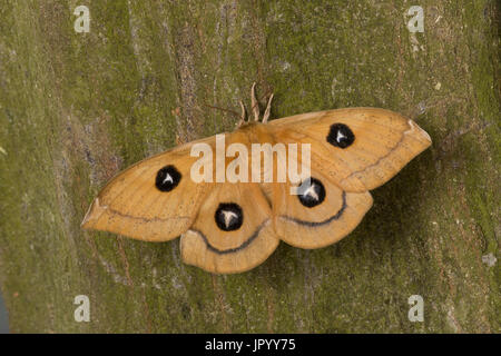 Nagelfleck, Weibchen, Aglia Tau, Tau Kaiser, Weiblich, La Hachette, Pfauenspinner Saturniidae Stockfoto