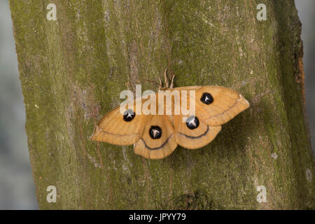 Nagelfleck, Weibchen, Aglia Tau, Tau Kaiser, Weiblich, La Hachette, Pfauenspinner Saturniidae Stockfoto