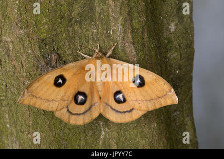 Nagelfleck, Weibchen, Aglia Tau, Tau Kaiser, Weiblich, La Hachette, Pfauenspinner Saturniidae Stockfoto